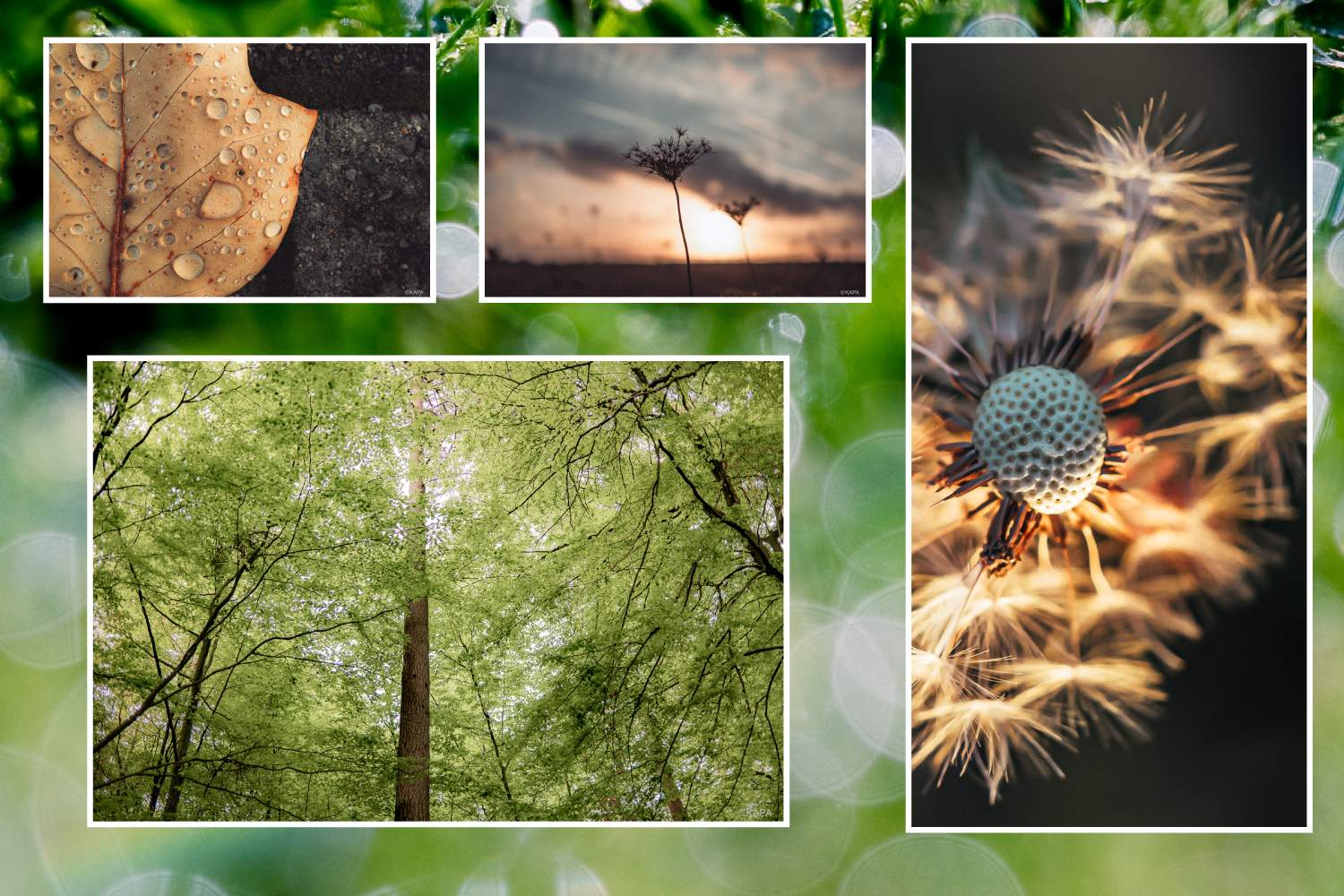 Réalisation de photographies artistiques et originales pour la création du site internet d'Éconormes